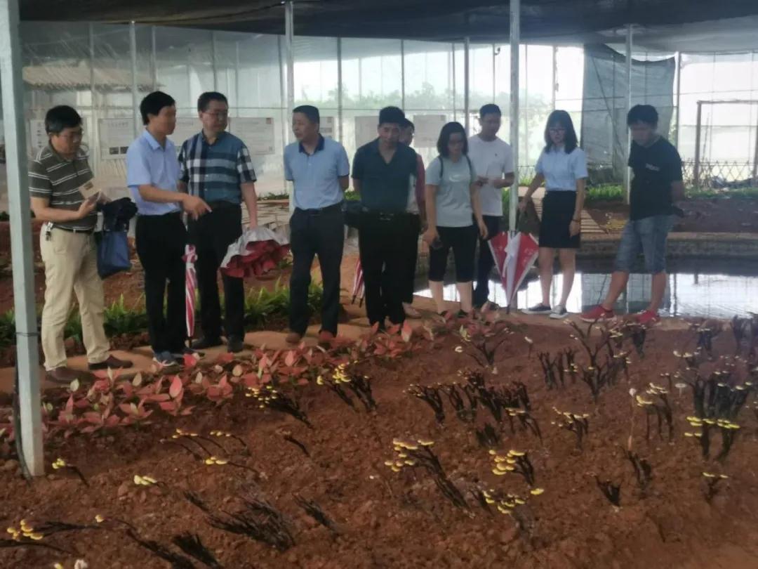 福建省农业农村厅在武夷山召开食用菌“灵芝提质增效技术”培训会议(图4)
