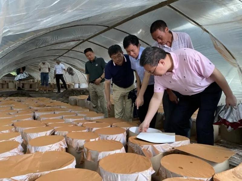 福建省农业农村厅在武夷山召开食用菌“灵芝提质增效技术”培训会议(图14)