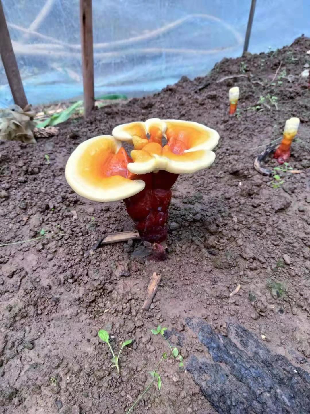 灵芝,病前病后都能吃(图2) 图片