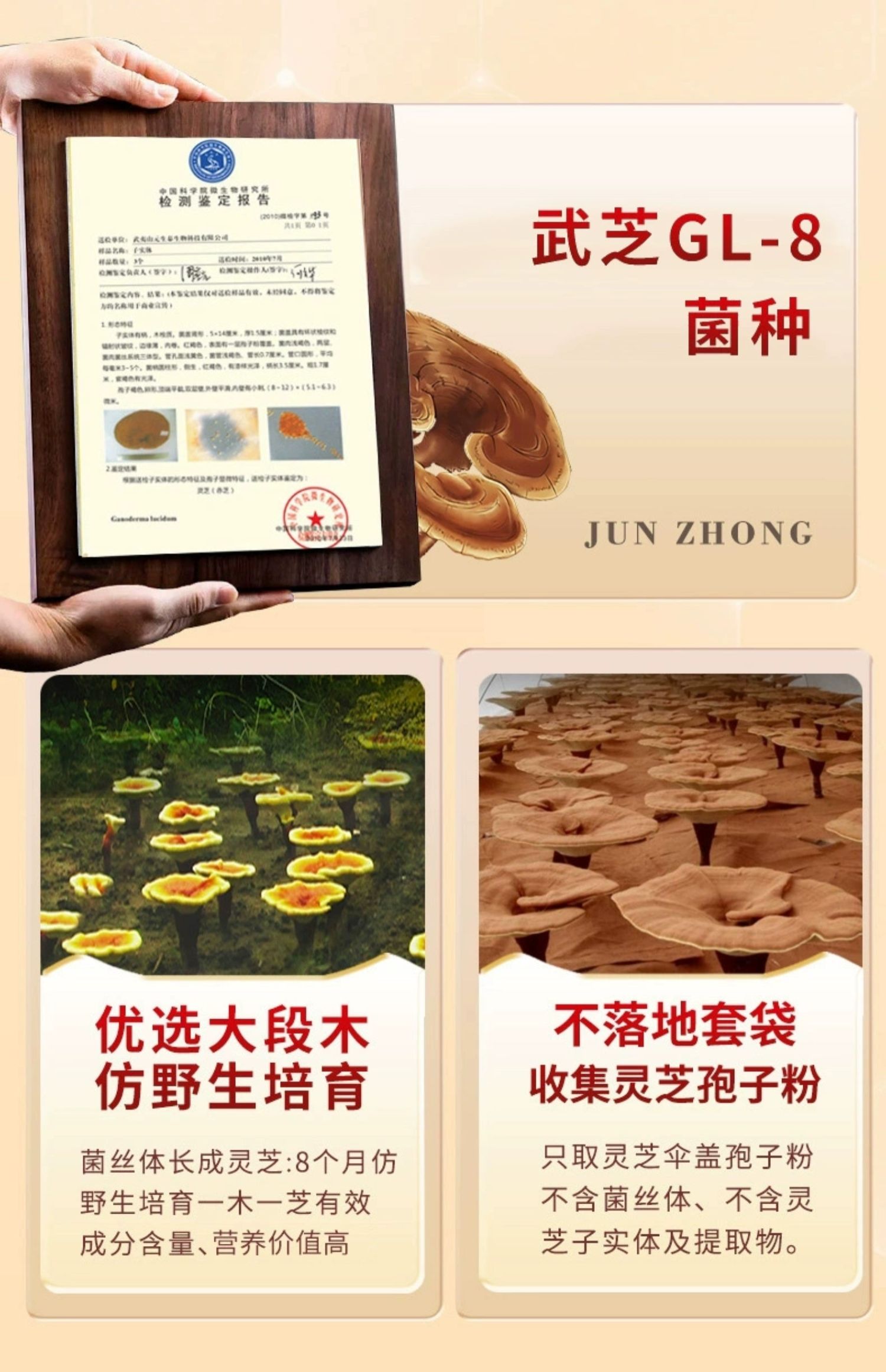 元生泰牌破壁灵芝孢子粉胶囊0.25g/粒*180粒(图12)