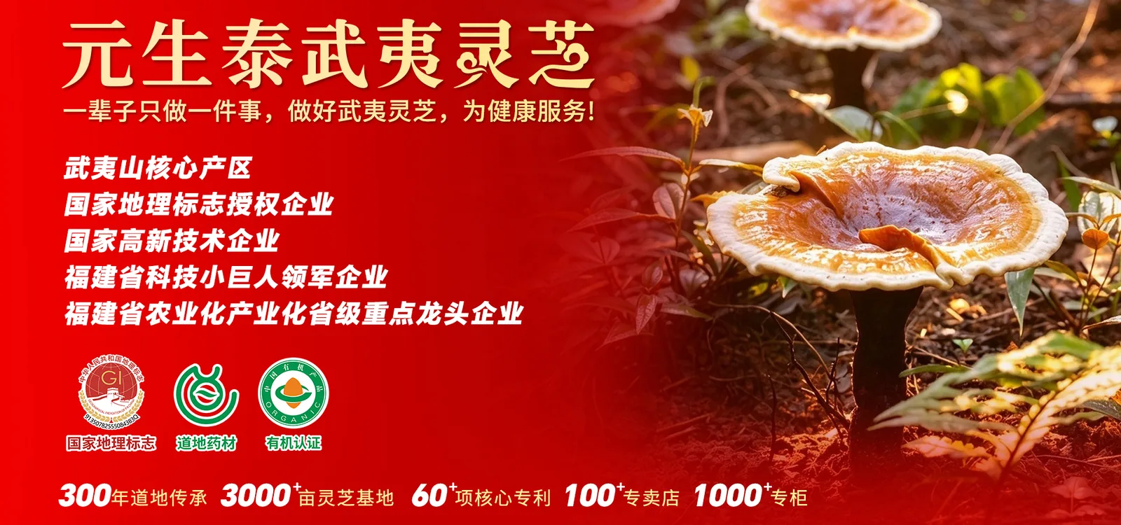 元生泰武夷灵芝品牌宣传图（首页首屏）