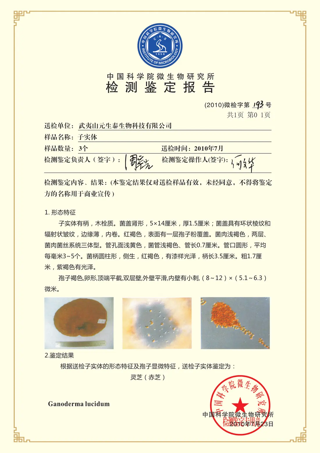 赤芝(灵芝)菌种鉴定证书
