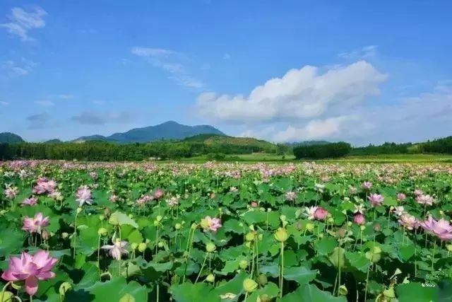 和你走过武夷山的春夏秋冬,看属于我们的风景(图7) 和你走过武夷山的春夏秋冬,看属于我们的风景(图7)