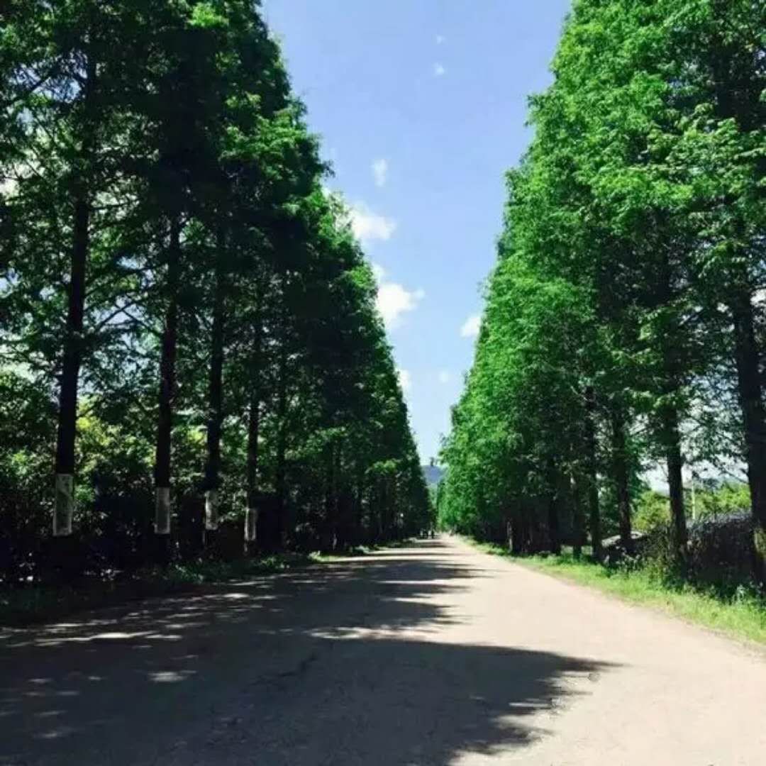 和你走过武夷山的春夏秋冬,看属于我们的风景(图8) 和你走过武夷山的春夏秋冬,看属于我们的风景(图8)