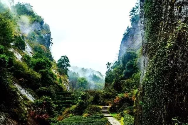 和你走过武夷山的春夏秋冬,看属于我们的风景(图12) 和你走过武夷山的春夏秋冬,看属于我们的风景(图12)