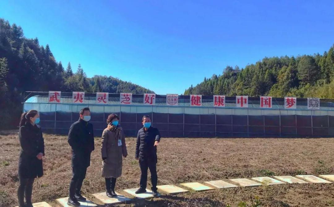 武夷山市人大常委会副主任马素花一行莅临元生泰灵芝种植基地视察(图1) 武夷山市人大常委会副主任马素花一行莅临元生泰灵芝种植基地视察(图1)