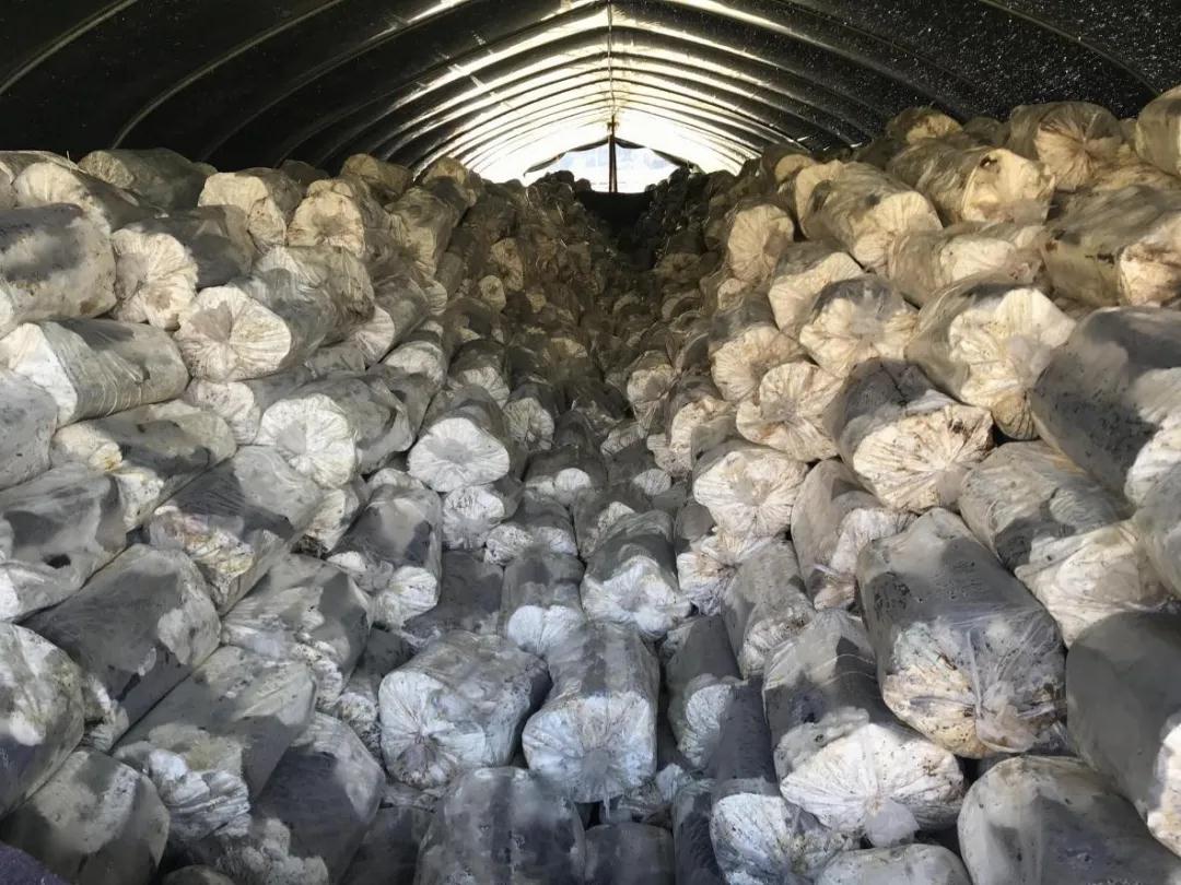 武夷山市人大常委会副主任马素花一行莅临元生泰灵芝种植基地视察(图2) 武夷山市人大常委会副主任马素花一行莅临元生泰灵芝种植基地视察(图2)