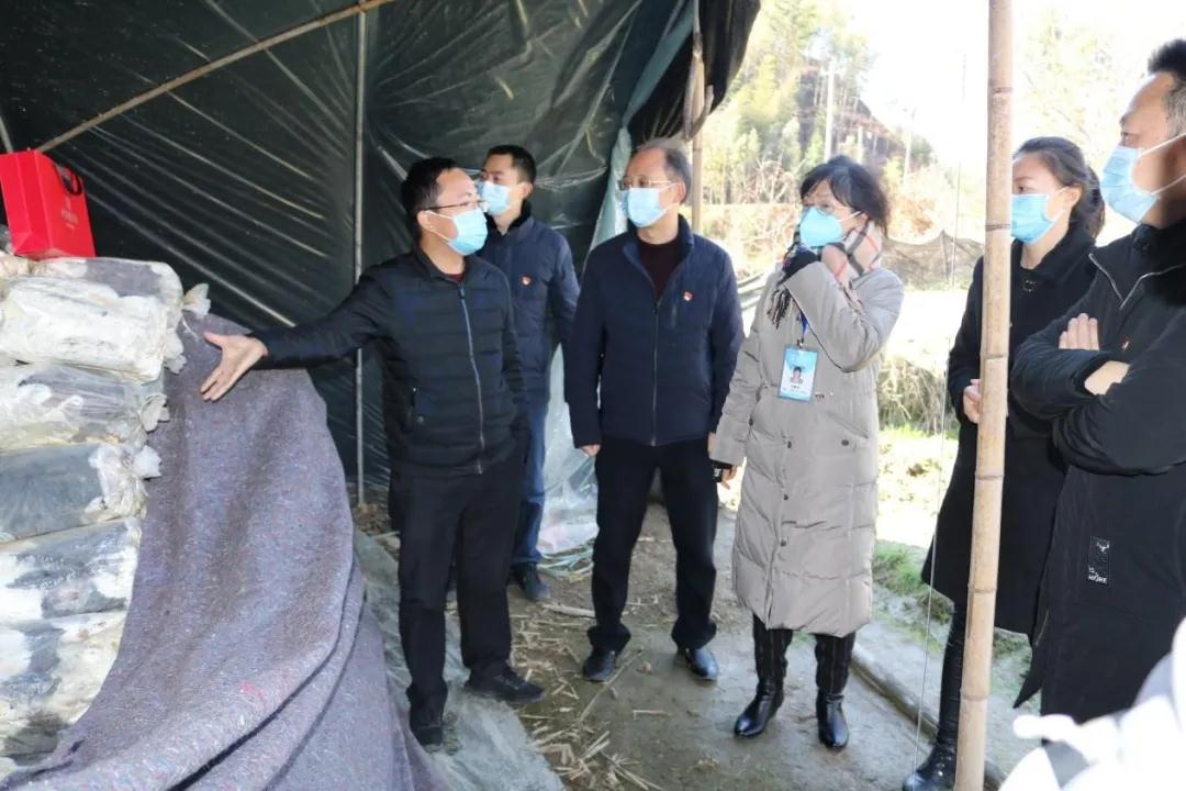 武夷山市人大常委会副主任马素花一行莅临元生泰灵芝种植基地视察(图3) 武夷山市人大常委会副主任马素花一行莅临元生泰灵芝种植基地视察(图3)