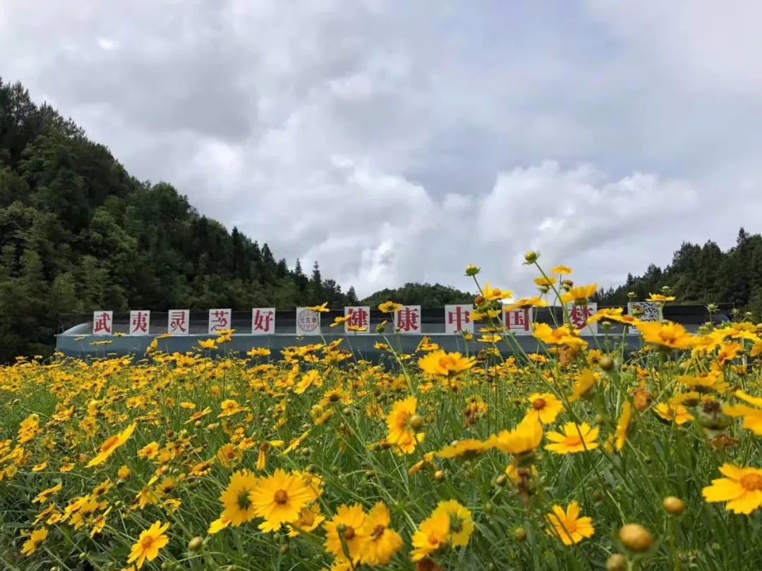 每一朵武夷灵芝,都有自己的骄傲(图7) 图片