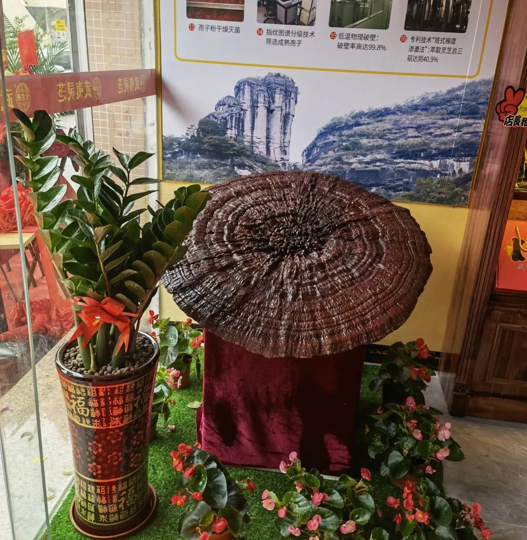 再添新店,元生泰武夷灵芝广州番禺·龙美专卖店隆重开业!(图10) 图片