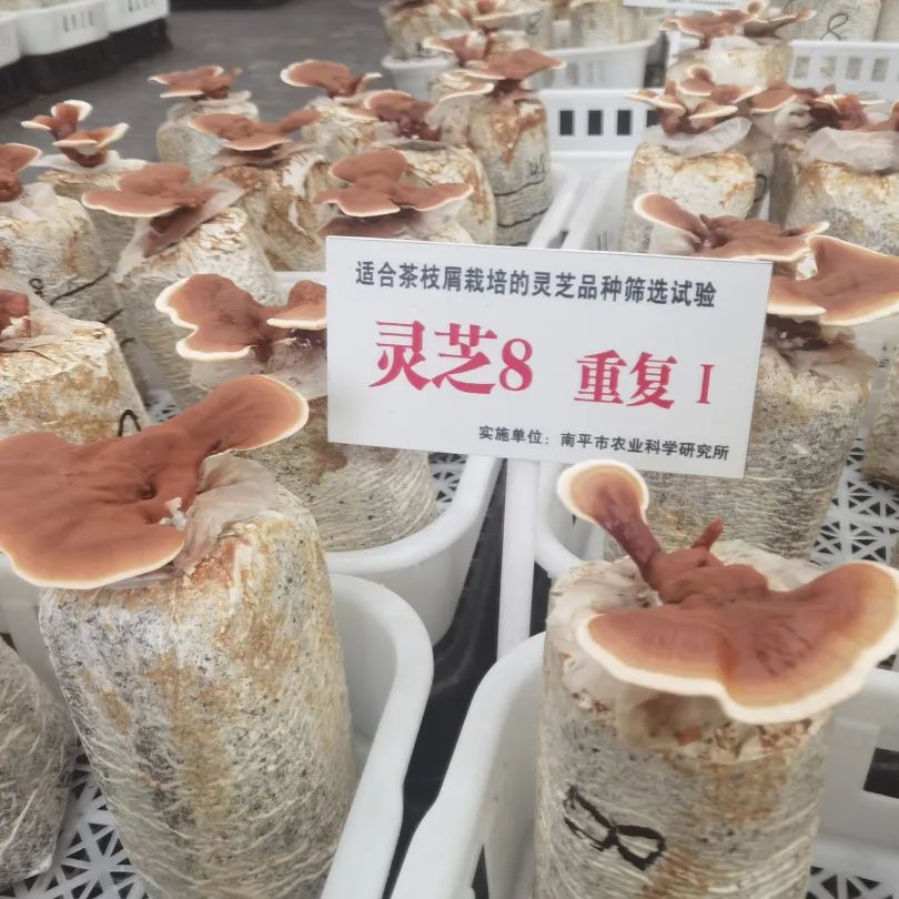 厦门大学工会干部学习班莅临元生泰健康产业园视察指导(图10) 图片