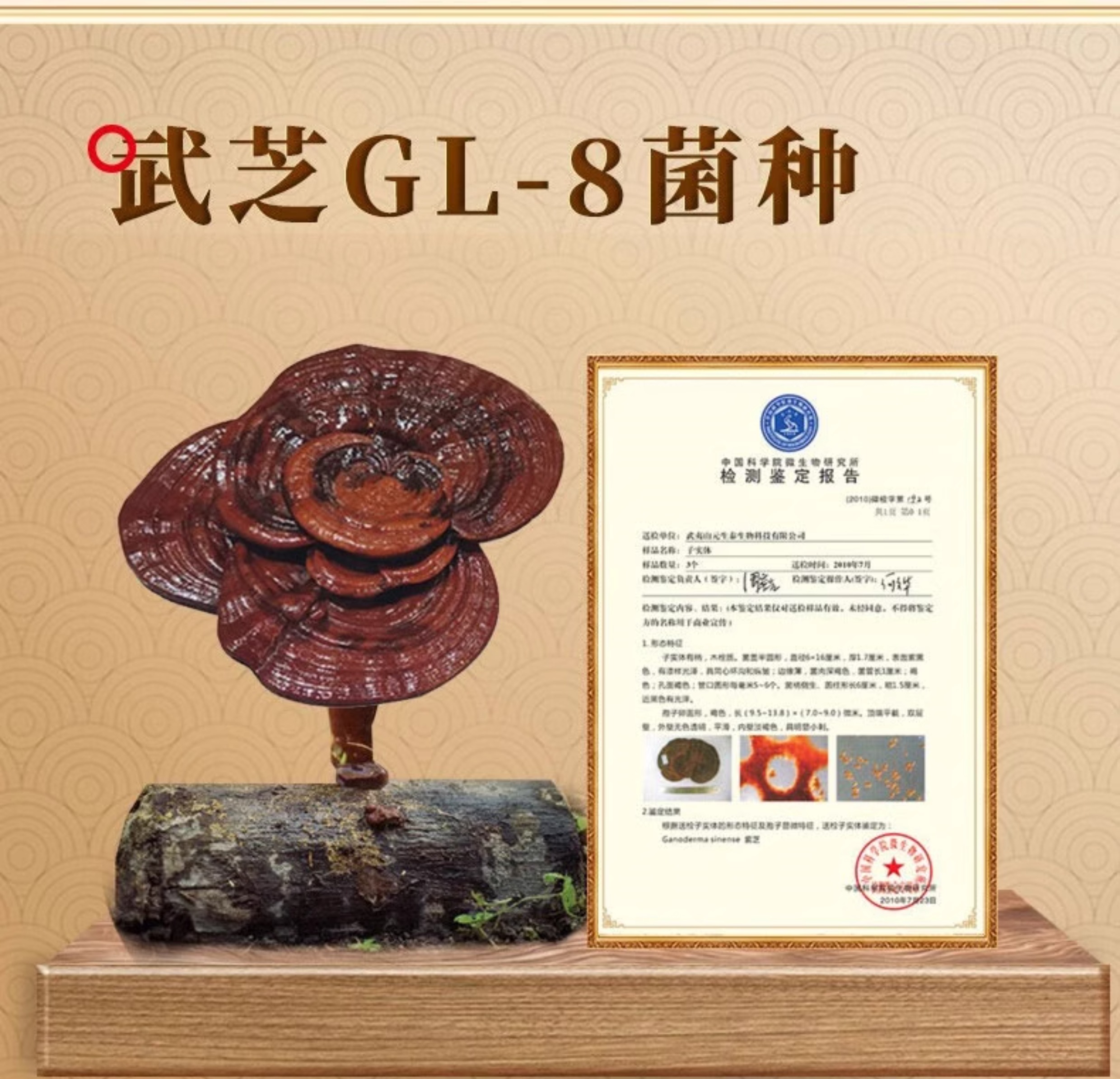 药食同源 紫芝茶 (图7)