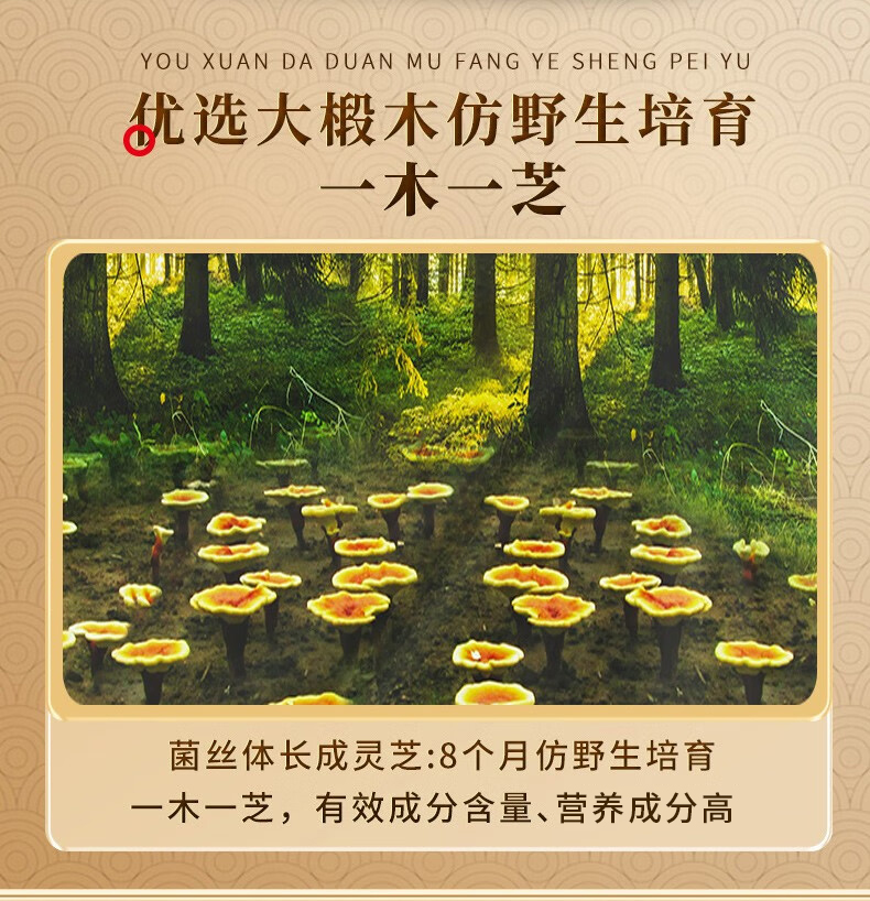 药食同源 紫灵芝茶 120g(图7)