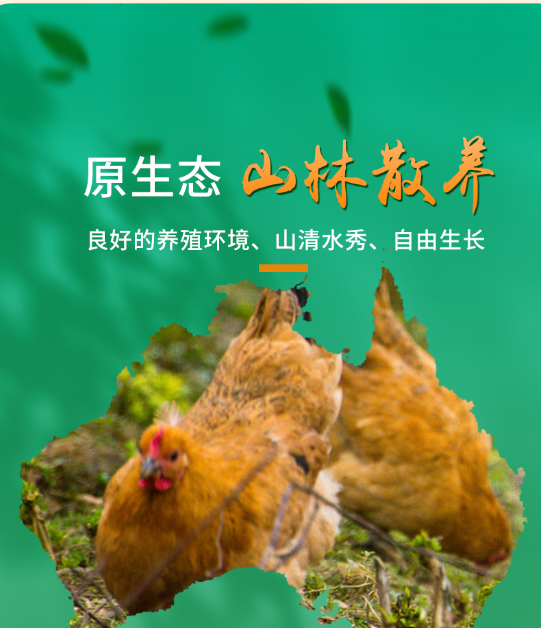 元生泰灵芝鸡蛋15枚/盒(图6)