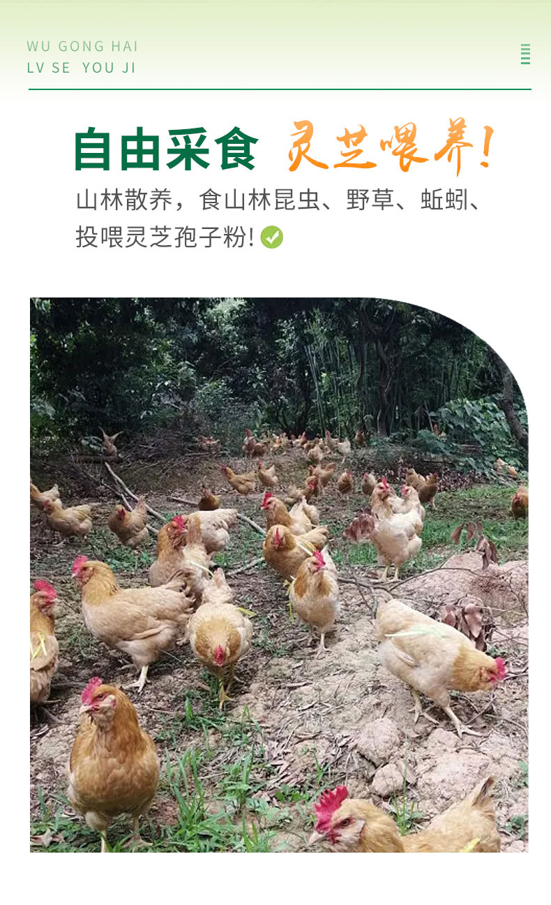 元生泰灵芝鸡蛋15枚/盒(图10)