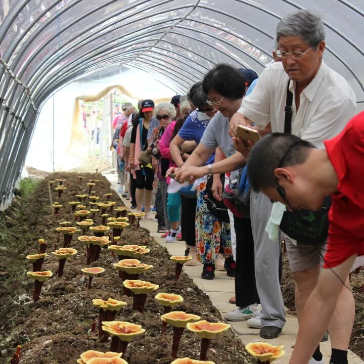 清明武夷芝养游：踏青、静心、享安康（配图 24）