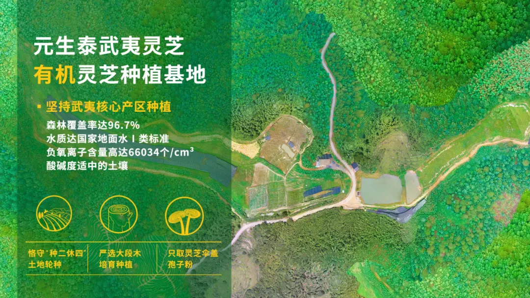探秘武夷山灵芝:接种环境,决定“仙草”品质上限(配图 4)