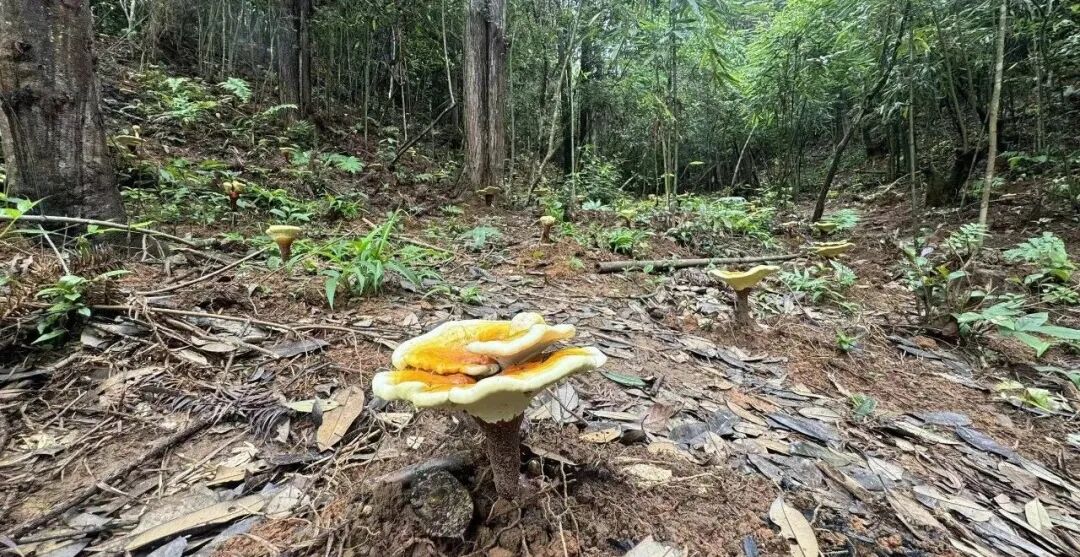 为什么元生泰只在武夷山种灵芝?——空气篇·好空气长好灵芝(配图 5)