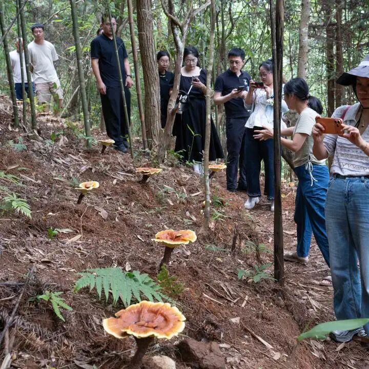 科技赋能菌业提质 元生泰助力乡村振兴——2026年福建省食用菌科技创新推广联合体项目培训和观摩圆满举行(配图 11)